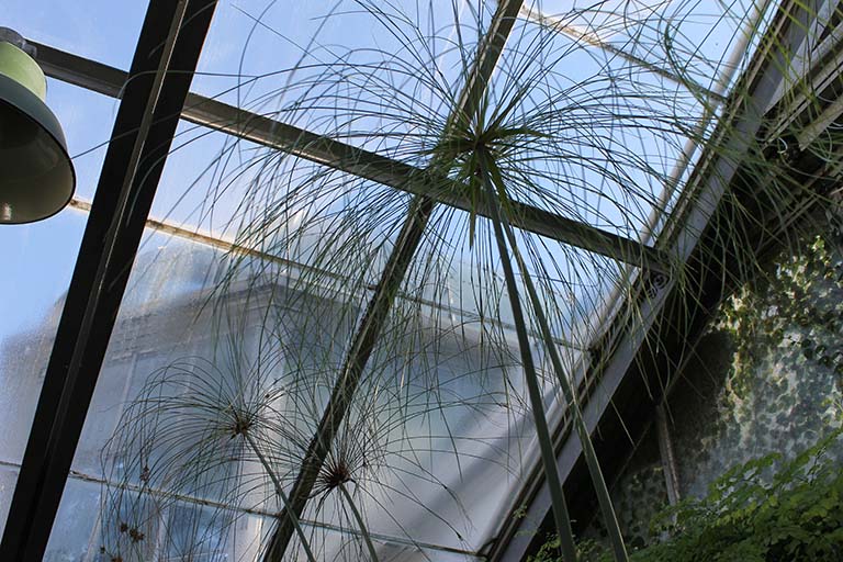 Cyperus papyrus in the Jordan Hall greenhouse at Indiana University Bloomington.