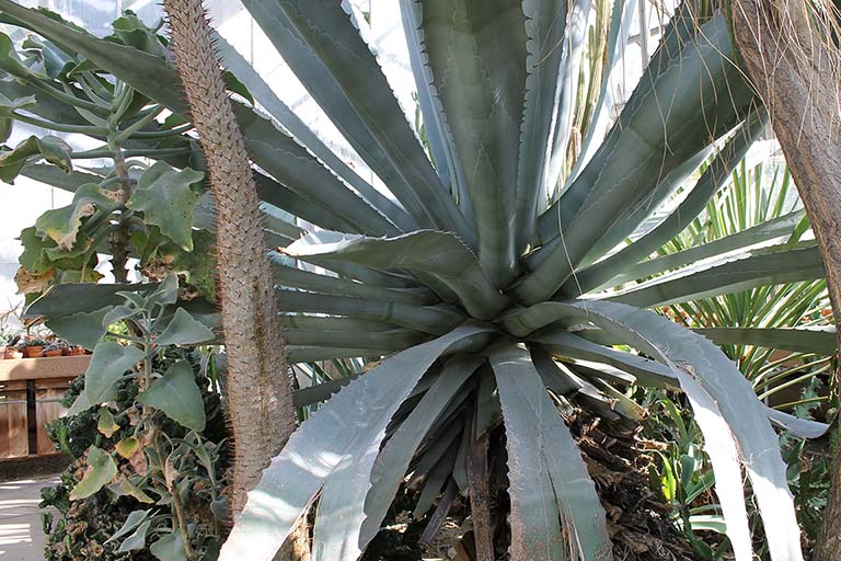 blue agave plant bloom