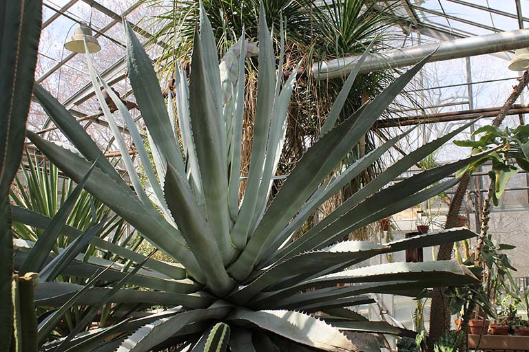 blue agave plant bloom