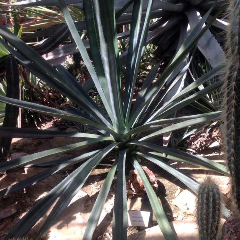 Agave sisalana: and succulents: Featured plants: Biology Building Greenhouse: Indiana University Bloomington