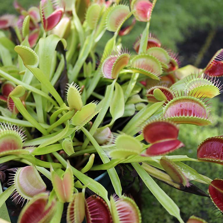 zijde Hesje zwaartekracht Dionea muscipula: Carnivores: Featured plants: Biology Building Greenhouse:  Indiana University Bloomington