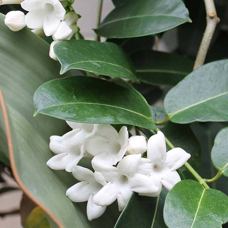 Stephanotis Floribunda