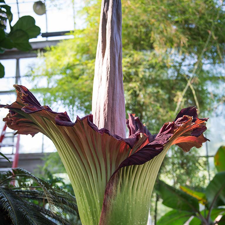 Amorphophallus titanum