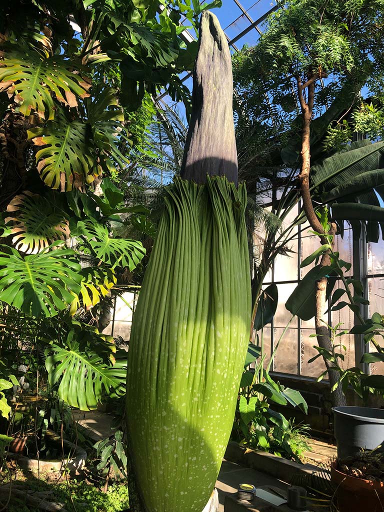 Amorphophallus titanum - Wikipedia